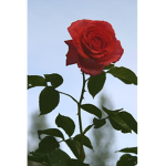 rubys roses