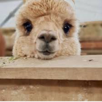{lama fam}