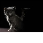 My cats