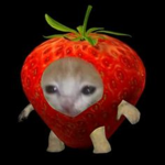 the Apple cat community
