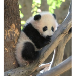 Panda are the best club