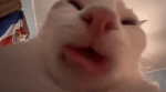 LXVIX