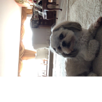 Dogs are very cute and big!