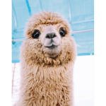 Lazy Llamas <3