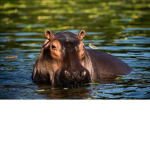 Hippo group