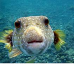puckered puffer fish