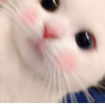 KatKult