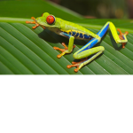 Epic Frog Crew