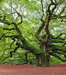 trees climb