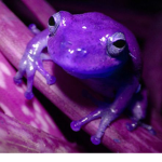 Purple friends Hangout