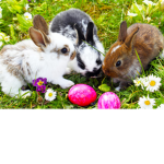 bunnies in the grass!