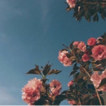 Roses Galore