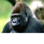 Ape life