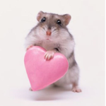 #Hamster for live!