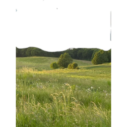 grass.