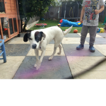 Roxieroo