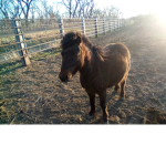 Smokey The Pony Community