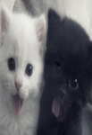 pawslovers