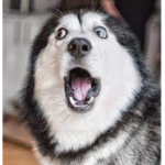The Crazy Huskies