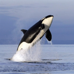 Wild Orcas