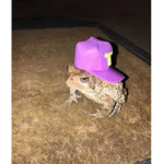 frog cappers