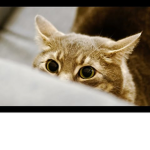 Cats I'm a kitty cat 🐱 and I meow meow meow and I
