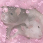 We love Rats group!