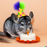 Chinchilla party!