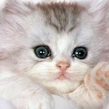 WILD CATS Donation 