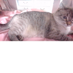 CatsCanBeFatTo