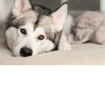 Baby Siberian Husky gang