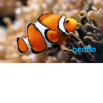 Pesce Beddo