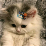 Siamo baby cats