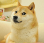 Doge gang studio