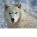 The Arctic wolves Gathering