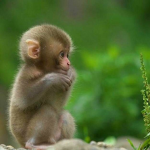 MONKEY-YF