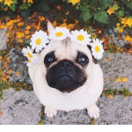Pugcult