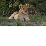 Rp as an animal!