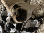Pug dog studio