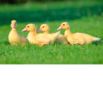 BabyDuckSquad