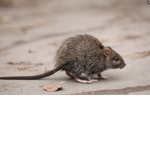 United Kingdom of rats