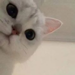 偽の愛好家