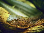 Snake Fans!
