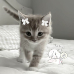 Foula_sabrina