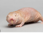 The United Rats of America