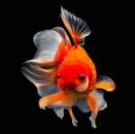 GoldenFish Development Community