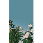 aesthetic lxcas.stars