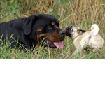 The Rottweiler squad!