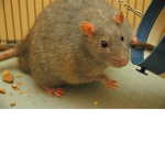 fat rats reeee