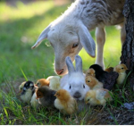 The farm animal group